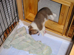 Resize of PICT0510_thumb.jpg